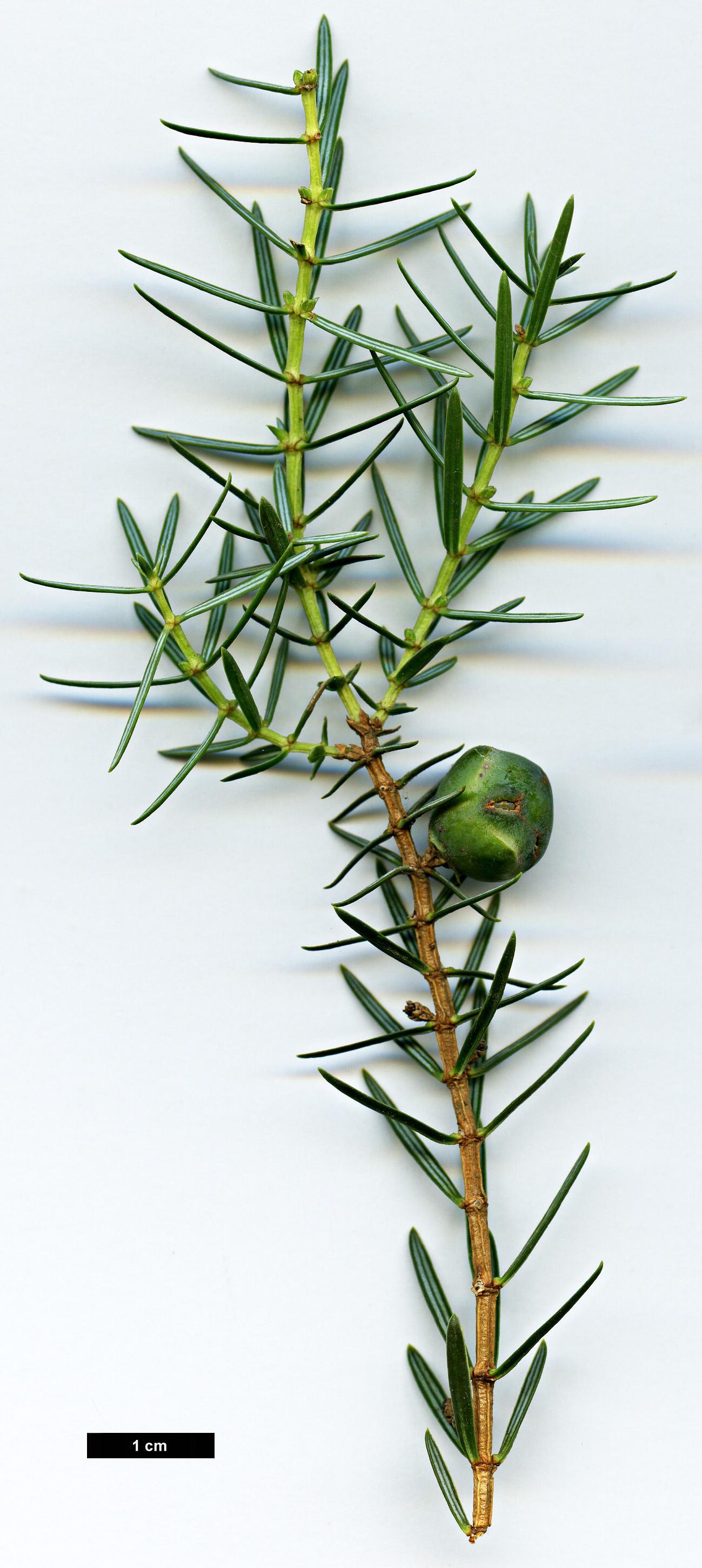 High resolution image: Family: Cupressaceae - Genus: Juniperus - Taxon: cedrus